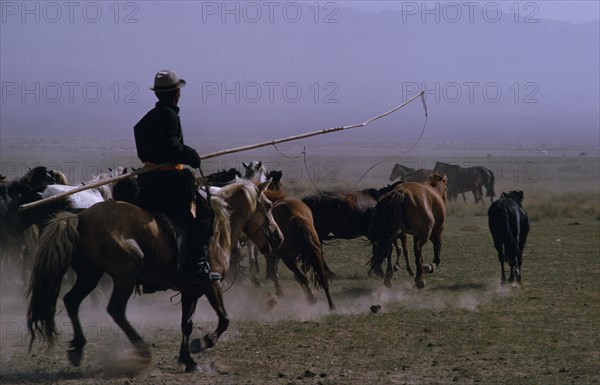 MONGOLIA, Gobi Desert, Biger Negdel, Horseman rounding up herd of wild horses to break tghem in  using long lassoe-pole. East Asia Asian Equestrian Mongol Uls Mongolian