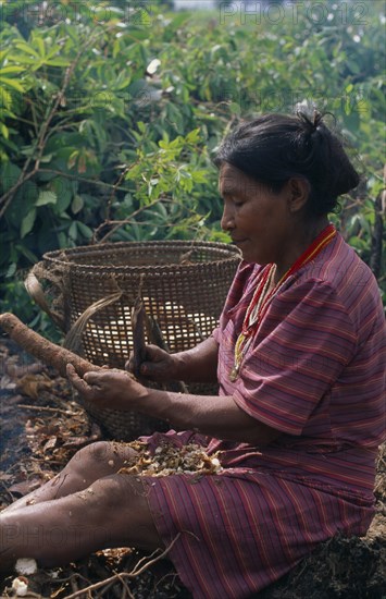 COLOMBIA, North West Amazon, Tukano Indigenous People, Makuna headman's wife scraping clean roots of manioc in chagra or cultivation plot cleared and burnt in last year. Tukano  Makuna Indian North Western Amazonia cassava American Colombian Columbia Hispanic Indegent Latin America Latino South America Tukano
