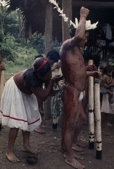 COLOMBIA, North WestAmazon, Vaupes, Maku woman painting the body of man wearing feather crown with red karajuru/ochote plant dye. indigenous tribe indian nomadic American Colombian Columbia Female Women Girl Lady Hispanic Indegent Latin America Latino Male Men Guy South America Vaupes Female Woman Girl Lady Male Man Guy Vaupes