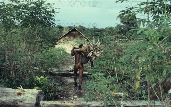 COLOMBIA, North West Amazon, Tukano Indigenous People, "Barasana Indian returns to maloca/communal home from chagra/cultivation plot carrying yarumo leaves. Burnt to ash on the maloca floor, then mixed with refined toasted and pounded coca leaves   the lime from the yarumo leaves provides the catalyst to release the cocaine alkaloid from coca powder  .Tukano sedentary tribe Indian North Western Amazonia maloca American Colombian Columbia Hispanic Indegent Latin America Latino South America Tukano One individual Solo Lone Solitary "