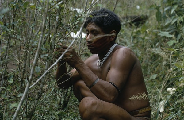 COLOMBIA, North West Amazon, Tukano Indigenous People, Barasana Indian picking coca leaves in the family chagra/cultivation plot in the forest. Tukano sedentary Indian tribe North Western Amazonia American Colombian Columbia Hispanic Indegent Latin America Latino Male Men Guy South America Tukano Farming Agrarian Agricultural Growing Husbandry  Land Producing Raising Male Man Guy One individual Solo Lone Solitary