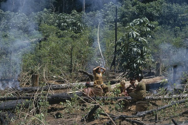 COLOMBIA, North West Amazon, Tukano Indigenous People, Barasana women in cleared area of rainforest  chagra/slash & burn cultivation plot.  Sitting beside charred felled trees and stumps with anthropologist Christine Hugh-Jones.  Tukano sedentary Indian tribe North Western Amazonia American Colombian Columbia Ecology Entorno Environmental Environnement Female Woman Girl Lady Green Issues Hispanic Indegent Latin America Latino South America Tukano Farming Agrarian Agricultural Growing Husbandry  Land Producing Raising Female Women Girl Lady