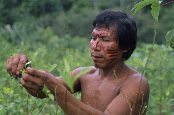 COLOMBIA, North West Amazon Vaupes rio Piraparana, Tukano Indigenous People, Makuna man Venancio with dark red Achiote painted face picking coca leaves in family chagra cultivation plot. Tukano  Makuna Indian North Western Amazonia American Colombian Columbia Hispanic Indegent Latin America Latino Male Men Guy South America Tukano
