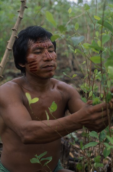 COLOMBIA, North West Amazon Vaupes rio Piraparana, Tukano Indigenous People, Makuna man Venancio with dark red Achiote painted face picking coca leaves in family chagra cultivation plot. Tukano  Makuna Indian North Western Amazonia American Colombian Columbia Hispanic Indegent Latin America Latino Male Men Guy South America Tukano Vaupes