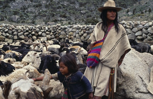COLOMBIA, Sierra Nevada de Santa Marta, Ika, Ika shepherd Hernando with his baby brother  feeding salt to flock of sheep.Behind is the stone walled pen made mainly from rounded worn river boulders  Arhuaco Aruaco indigenous tribe American Babies Colombian Colombia Hispanic Indegent Latin America Latino South America  Arhuaco Aruaco indigenous tribe American Babies Colombian Columbia Hispanic Indegent Latin America Latino South America Farming Agraian Agricultural Growing Husbandry  Land Producing Raising Immature Livestock Agriculture Young Unripe Unripened Green
