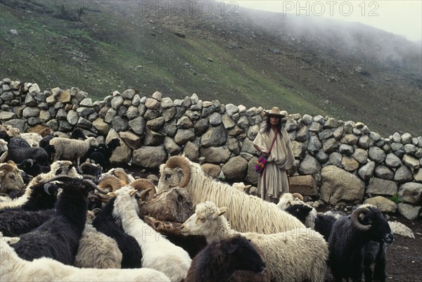 COLOMBIA, Sierra Nevada de Santa Marta, Ika, Ika shepherd Hernando works the family's flock of sheep within the stone walled pen. Arhuaco Aruaco indigenous tribe American Colombian Colombia Hispanic Indegent Latin America Latino South America  Arhuaco Aruaco indigenous tribe American Colombian Columbia Hispanic Indegent Latin America Latino South America Farming Agraian Agricultural Growing Husbandry  Land Producing Raising Livestock One individual Solo Lone Solitary 1 Agriculture Single unitary