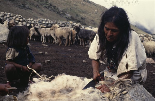 COLOMBIA, Sierra Nevada de Santa Marta, Ika, Ika mother sheering sheep with sheers bought in the Lowlands.Her young son and a person out of shot hold down the sheep with rest of the flock retained inside stone walled pen.  Arhuaco Aruaco indigenous tribe American Children Colombian Colombia Female Women Girl Lady Hispanic Indegent Kids Latin America Latino South America  Arhuaco Aruaco indigenous tribe American Children Colombian Columbia Female Women Girl Lady Hispanic Indegent Kids Latin America Latino South America Farming Agraian Agricultural Growing Husbandry  Land Producing Raising Female Woman Girl Lady Livestock Agriculture Immature Mum