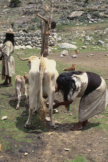 COLOMBIA, Sierra Nevada de Santa Marta, Ika, Ika mother in traditional woven wool&cotton manta cloak wearing black woven wool waist-band milking the family's cow with young calf at her side to encourage milking. Arhuaco Aruaco indigenous tribe American Colombian Colombia Female Women Girl Lady Hispanic Indegent Latin America Latino South America Arhuaco Aruaco indigenous tribe American Colombian Columbia Female Women Girl Lady Hispanic Indegent Latin America Latino South America Cows Female Farming Agraian Agricultural Growing Husbandry Land Producing Raising Female Woman Girl Lady Immature Agriculture Classic Classical Historical Mum Older Young Unripe Unripened Green