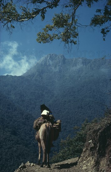 COLOMBIA, Sierra Nevada de Santa Marta, Ika, Ika man on muleback climbs up the southern slopes of the Sierra Nevada de Santa Marta in northern Colombia. Arhuaco Aruaco indigenous tribe American Colombian Colombia Equestrian Hispanic Indegent Latin America Latino Male Men Guy Scenic South America  Arhuaco Aruaco indigenous tribe American Colombian Columbia Equestrian Hispanic Indegent Latin America Latino Male Men Guy Scenic South America Male Man Guy One individual Solo Lone Solitary 1 Single unitary