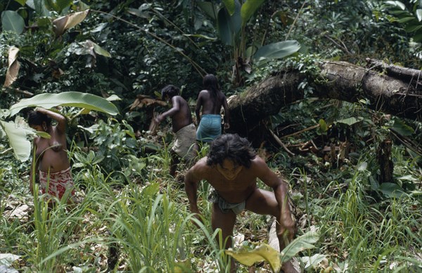 COLOMBIA, Choco, Embera Indigenous People, Embera father Hueso weeding dry rice plantation in forest clearing chagra  with his wife and two daughters. Pacific coastal region tribe family crop American Colombian Colombia Hispanic Indegent Kids Latin America Latino Male Men Guy South America  Pacific coastal region tribe family crop American Colombian Columbia Hispanic Indegent Kids Latin America Latino Male Men Guy South America 2 Farming Agraian Agricultural Growing Husbandry  Land Producing Raising Immature Male Man Guy Agriculture Young Unripe Unripened Green