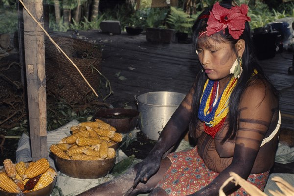 COLOMBIA, Choco, Embera Indigenous People, Young Embera woman  body painted with black dye extracted from Jagua fruit wearing multiple bead necklaces  trade-cloth skirt and hair band adorned with hybiscus flowers  prepares corn cobs to make chicha maize beer for a family curing ceremony. Pacific coastal region tribe body decoration American Colombian Colombia Female Women Girl Lady Hispanic Indegent Latin America Latino South America  Pacific coastal region tribe body decoration American Colombian Columbia Female Women Girl Lady Hispanic Indegent Latin America Latino South America Female Woman Girl Lady Immature One individual Solo Lone Solitary 1 Single unitary Young Unripe Unripened Green