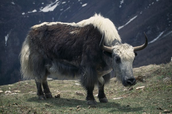 NEPAL, Lower Dolpo Trek, Jangla Bhanjyang, Yak grazing below the Jangla Bhanjyang