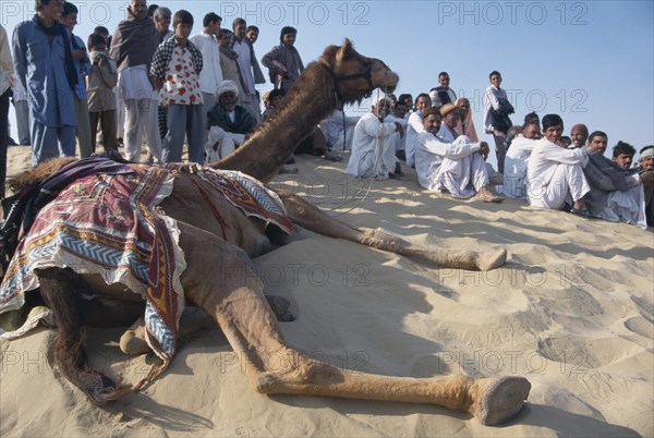 INDIA, Rajasthan, Katariasar, Camel taking a rest with the crowd on a sand dune during the Camel Festival