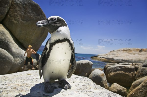SOUTH AFRICA, Western Cape Province, Animals, Jackass penguin on Boulders Beach just south of Simon's Town