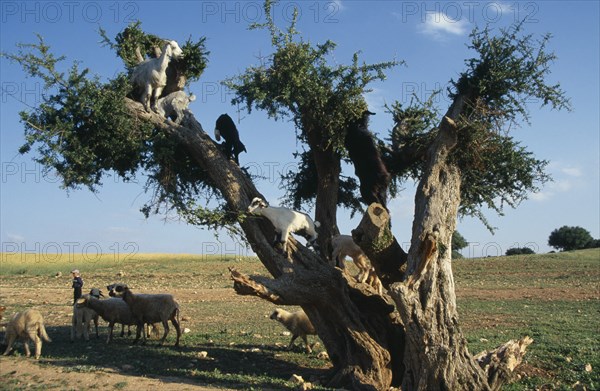 MOROCCO, Agriculture, Livestock, Little boy with goats climbing Argane tree to reach leaves near Essaouira.  Argane trees (Argania spinosa) are long lived and able to cope with the harsh environment.