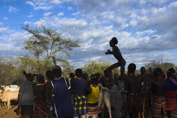 ETHIOPIA, Lower Omo Valley, Turmi, "Hama Jumping of the Bulls initiation ceremony, the naked initiate runs over the backs of bulls (sometimes cows are used) - if he does so without slipping he is officially an adult"