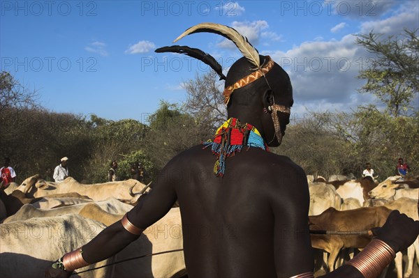 ETHIOPIA, Lower Omo Valley, Turmi, "Hama Jumping of the Bulls initiation ceremony, Ritual dancing round cows and bulls before the initiate does the jumpin"