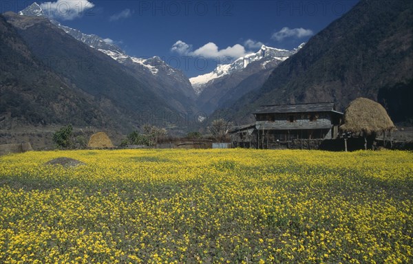 NEPAL, Annapurna Region, Seti Khola Valley, Siklis Trek. View across Mustard field towards building and the snow capped mountains Machhapuchhare on the left and the Annapurna IV on the right in the background.