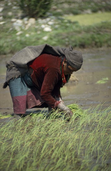 NEPAL,  Tila Khola Valley , Garjlankot, Lower Dolpo Trek. Near Jumla. Woman transplanting rice seedlings in Garjlankot village