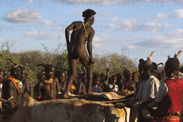 ETHIOPIA, Lower Omo Valley, Tumi, "Hama Jumping of the Bulls initiation ceremony, the naked initiate runs over the backs of bulls (sometimes cows are used) - if he does so without slipping he is officially an adult"