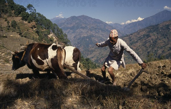 NEPAL, Kanchenjunga Trek, Nesum, Man ploughing fields with cattle below Nesum Village