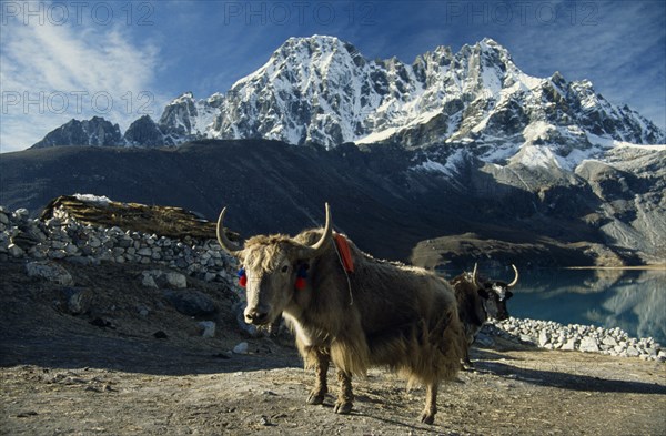 NEPAL, Everest Trek, Gokyo, Yaks in the fields of Gokyo Village looking west over Dudh Pokhari.  Turf roof of stone hut partly seen behind.