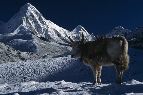 NEPAL, Everest Trek, Lobuche , "Dzopkyo wearing bell and harness standing on snow at sunrise with snow covered mountains Pumori, Lintren and Khumbatse in the background."