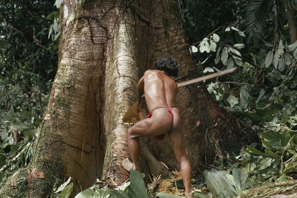COLOMBIA, Choco, Embera Indigenous People, "Hueso, an Embera man, using axe to fell a large hardwood tree in dense forest to make a canoe. Pacific coastal region tribe "