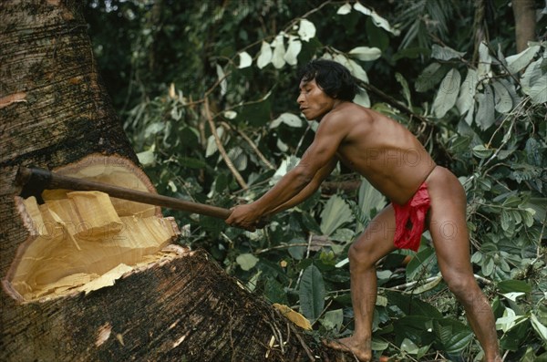 COLOMBIA, Choco, Embera Indigenous People, "Hueso, Embera family head using axe to fell large tree to make family dug-out canoe. Pacific coastal region tribe "