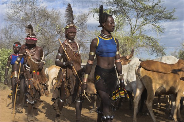 ETHIOPIA, Lower Omo Valley, Turmi, "Hama Jumping of the Bulls initiation ceremony, Ritual dancing round cows and bulls before the initiate does the jumping"