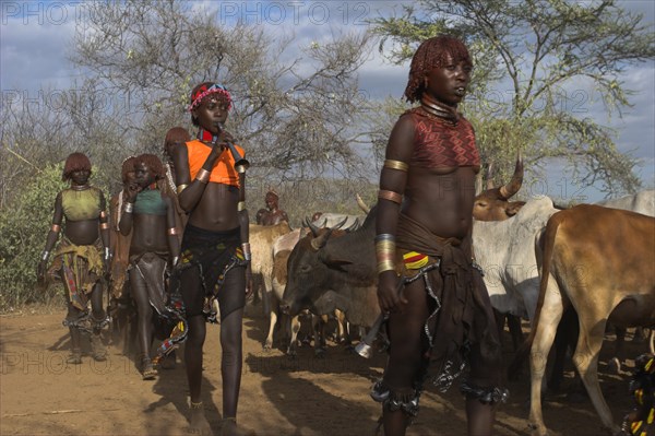 ETHIOPIA, Lower Omo Valley, Turmi, "Hama Jumping of the Bulls initiation ceremony, Ritual dancing round cows and bulls before the initiate does the jumpin"