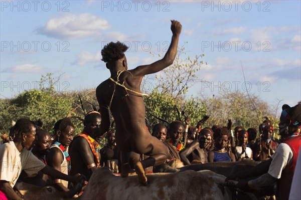 ETHIOPIA, Lower Omo Valley, Tumi, "Hama Jumping of the Bulls initiation ceremony, the naked initiate runs over the backs of bulls (sometimes cows are used) - if he does so without slipping he is officially an adult"