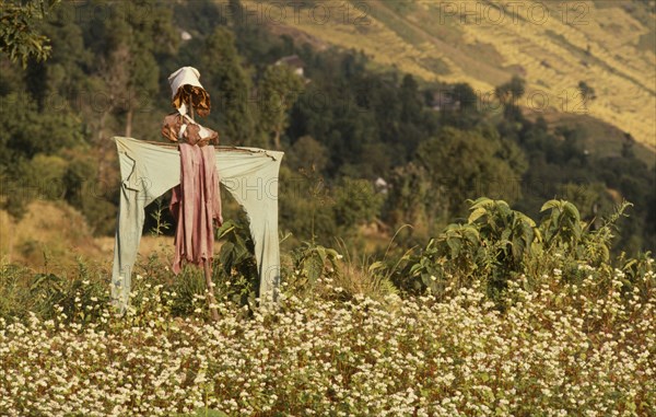 NEPAL, East, Near Chainpur, Home made scarecrow in a field of yellow mustard crop