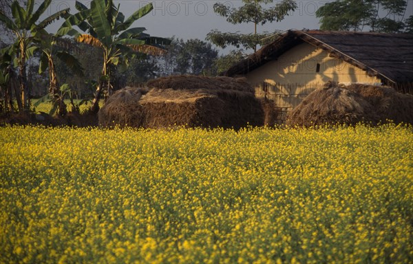 NEPAL, Chitwan National Park, Meghauli Village house seen from across a field of  yellow mustard crop