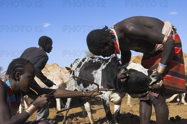 ETHIOPIA, Lower Omo Valley, Turmi, Dombo village (Hamar peoples) Hamer man holding cow still whilst another man shoots an arrow into it's neck in order to drain blood for drinking