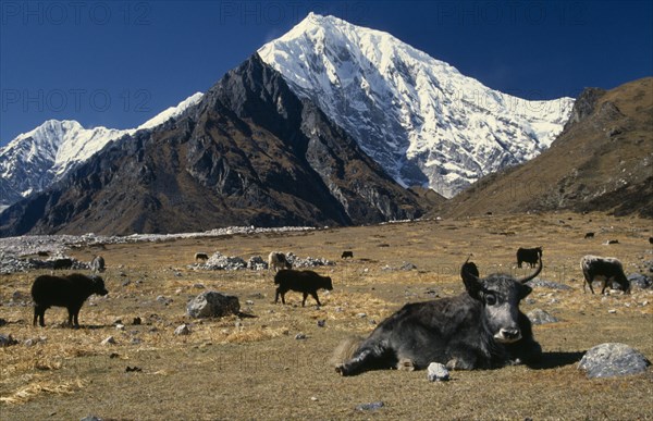 NEPAL, Langtang Trek, Near Kyanjin, Yaks on mountain pasture with Langtang II and Langtang Lirung peaks in the background.