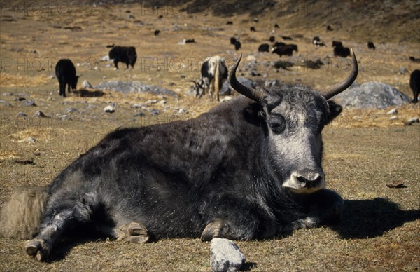 NEPAL, Langtang Trek, Near Kyanjin, A Yak lying in mountain pasture in the foreground with more yaks seen grazing behind