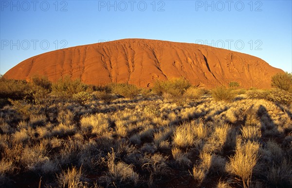 AUSTRALIA, Northern Territory, Uluru, "Kata Tjuta National Park, Mount Uluru, Ayers Rock.  Branch of tree in foreground."