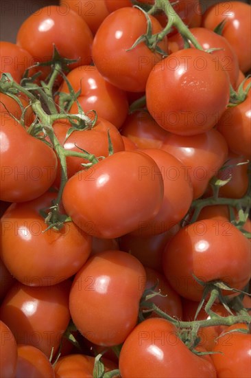 FOOD, Fruit, Tomato, Bunch of red tromatoes on sale in market . Shoreham-by-Sea.