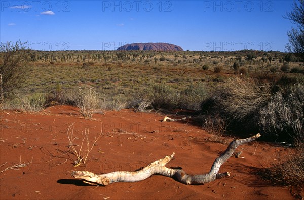 AUSTRALIA, Northern Territory, Uluru, "Kata Tjuta National Park, Mount Uluru, Ayers Rock.  Branch of tree in foreground."