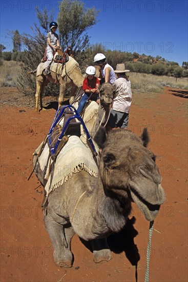 AUSTRALIA, Northern Territory, Uluru, "Kata Tjuta National Park, Camel train and riders, Mount Uluru, Ayers Rock."