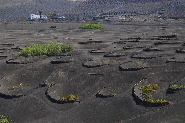 SPAIN, Canary  Islands, Lanzarote, La Geria wine growing region.  Rows of shallow craters and volcanic stone semi circles known as  zocos which protect individual vines.  Distant farmhouse beyond.