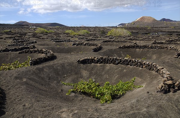 SPAIN, Canary  Islands, Lanzarote, La Geria wine producing area.  Shallow crater with semi circular wall of volcanic rocks called a zoco which gives protection to each individual vine.