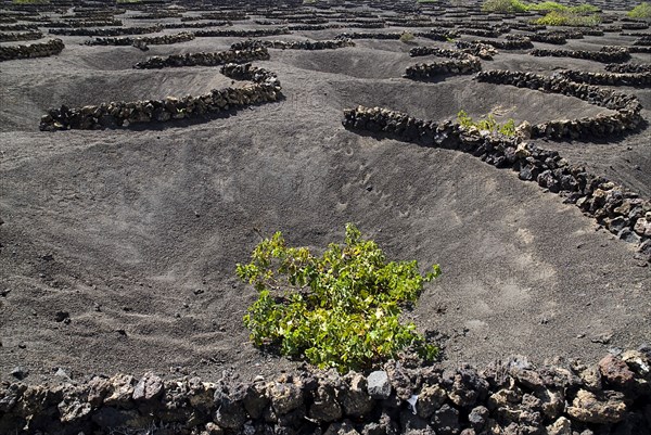 SPAIN, Canary  Islands, Lanzarote, La Geria.  Patterns made by shallow craters and semi circular volcanic stone walls known as zocos and used to protect individual vines.