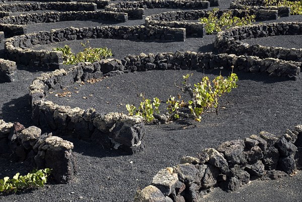 SPAIN, Canary  Islands, Lanzarote, Individual vines planted in shallow depressions and protected by low wall of volcanic stones known as zococs near the Monumento a La Campesino.