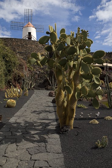 SPAIN, Canary  Islands, Lanzarote, Jardin de Cactus.  Former volcanic quarry transformed by Cesar Manrique.  Cactus growing from black volcanic soil with restored windmill on raised wall behind.