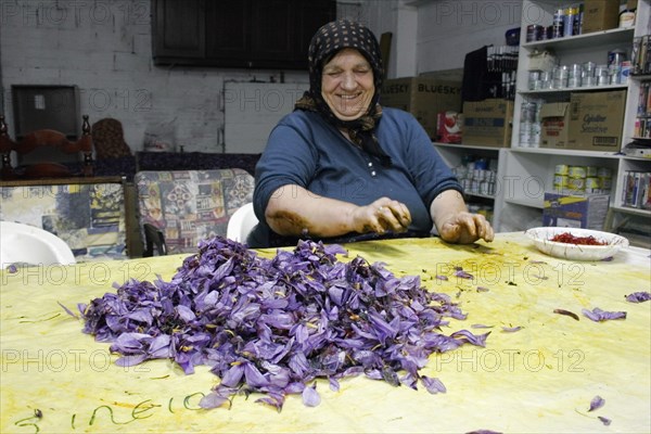 GREECE, Macedonia, Kozani, Ano Komi. Greek woman separating useful saffron from the flower .