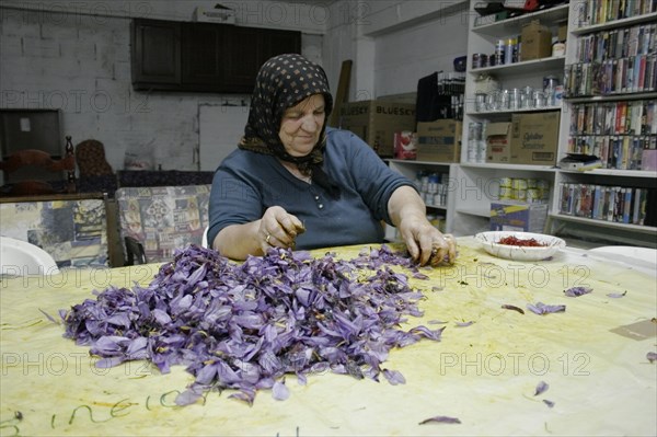 GREECE, Macedonia, Kozani, Ano Komi. Greek woman separating useful saffron from the flower .