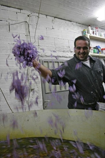 GREECE, Macedonia, Kozani, Ano Komi.  Greek farmer using combination of mechanical and hand technique to produce air in order to separate the saffron from the flower.