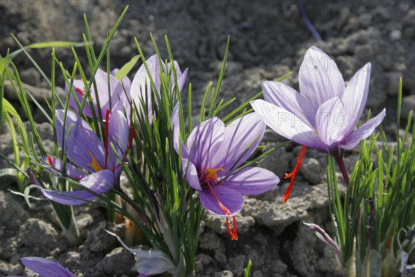 GREECE, Macedonia, Kozani, Ano Komi.  Saffron flower plants growing in their natural environment